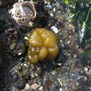 Sea Cauliflower alga (Leathesia marina) by Sean Rangel