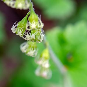 Fringecup (Tellima grandiflora) by James Holkko