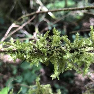 Menzies's Neckera moss (Metaneckera menziesii) by Marcia Waterway
